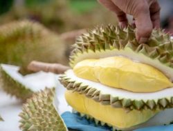 Dibalik Aromanya yang Khas, Ini 7 Manfaat Durian untuk Kesehatan