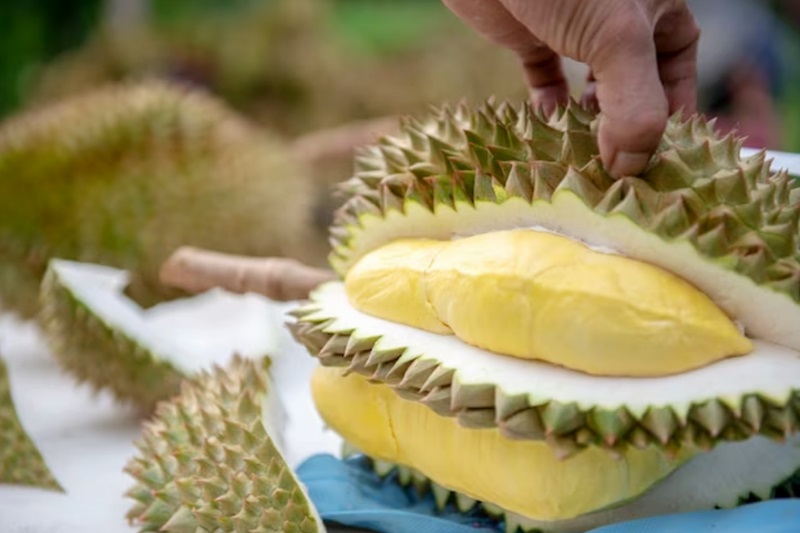 Ilustrasi - dibalik aromanya yang khas, durian menghadirkan sensasi rasa yang lezat serta berlimpah manfaat bagi kesehatan tubuh.