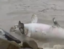 Bangkai Ikan Dugong Terdampar di Coastal Area Karimun