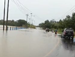 Hujan Deras Guyur Bintan, Waduk Gesek Meluap hingga Pohon Kelapa Sawit Tumbang ke Jalan