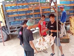 PT Ciomas Adisatwa Panen 7 Ribu Ekor Ayam Broiler di Bintan