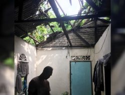 Akibat Angin Kencang, Pohon Tumbang Timpa Rumah Warga di Desa Air Glubi Bintan