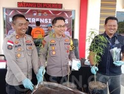 Polres Bintan Bekuk Warga Tanjungpinang Tanam 3 Pohon Ganja