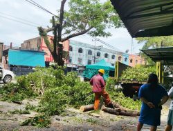 Rawan Tumbang, Dinas Perkim Tanjungpinang Pangkas Ranting Pohon Rimbun di Sejumlah Titik