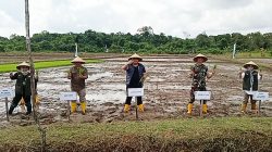 Bupati Roby Kurniawan Tanam Padi Nutrisi untuk Stunting di Teluk Sebong Bintan