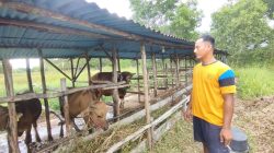 Jelang Iduladha 2024, Hewan Kurban Sapi dan Kambing Ludes Terjual di Tanjungpinang