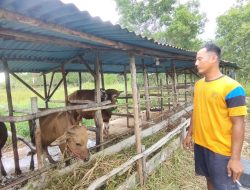 Jelang Iduladha 2024, Hewan Kurban Sapi dan Kambing Ludes Terjual di Tanjungpinang