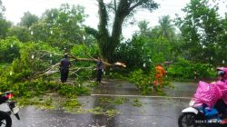 Hujan Deras Disertai Angin Kencang Tumbangkan Pohon di Jalan Adi Sucipto Tanjungpinang
