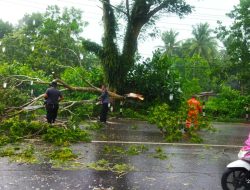 Hujan Deras Disertai Angin Kencang Tumbangkan Pohon di Jalan Adi Sucipto Tanjungpinang