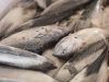 DKP Kepri: Impor Ikan untuk Penuhi Kebutuhan