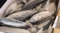 DKP Kepri: Impor Ikan untuk Penuhi Kebutuhan