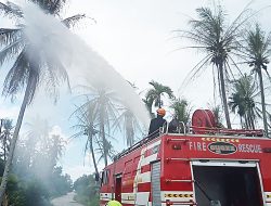 Damkar Semprotkan Insektisida Basmi Hama Ulat Api di Desa Pongkar Karimun