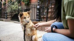 China Negara Teratas Konsumsi Daging Anjing, 10 Juta Ekor per Tahun