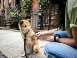 China Negara Teratas Konsumsi Daging Anjing, 10 Juta Ekor per Tahun