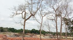 Pohon Durian Milik Warga Mati Akibat Proyek Pengendalian Banjir Sri Katon Tanjungpinang