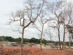 Pohon Durian Milik Warga Mati Akibat Proyek Pengendalian Banjir Sri Katon Tanjungpinang