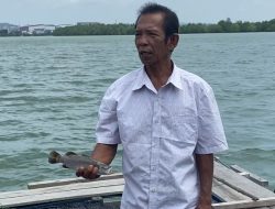 Ikan Nelayan Keramba Jaring Apung di Kampung Belian Mati Massal