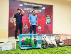 Polres Bintan Gagalkan Penyelundupan 29 Ekor Burung Langka Senilai Rp500 Juta ke Malaysia