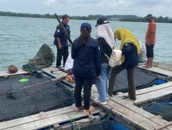 Diskan Batam Tunggu Hasil Laboratorium Kematian Massal Ikan Nelayan di Kampung Belian