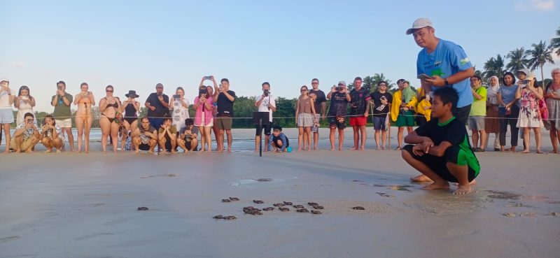 Pelepasan Tukik di Laguna Bintan