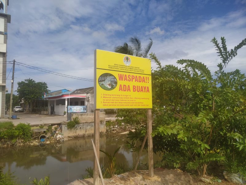 Buaya