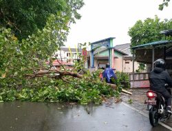 5 Pohon Tumbang di Tanjungpinang Diterjang Hujan dan Angin Kencang