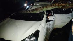 Mobil Ringsek Ditimpa Pohon