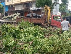 Pengendara Motor Jadi Korban Tertimpa Pohon Tumbang di Tanjungpinang