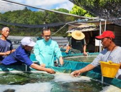 DPRD Kepri Dorong Pemerintah Daerah Dukung Budidaya Lobster