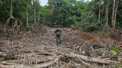 Warga Sambau Desak DLH Batam Tindak Tegas Perusakan Hutan Lindung