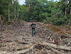 Warga Sambau Desak DLH Batam Tindak Tegas Perusakan Hutan Lindung