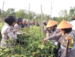 Polres Karimun Gelar Panen Raya Cabai