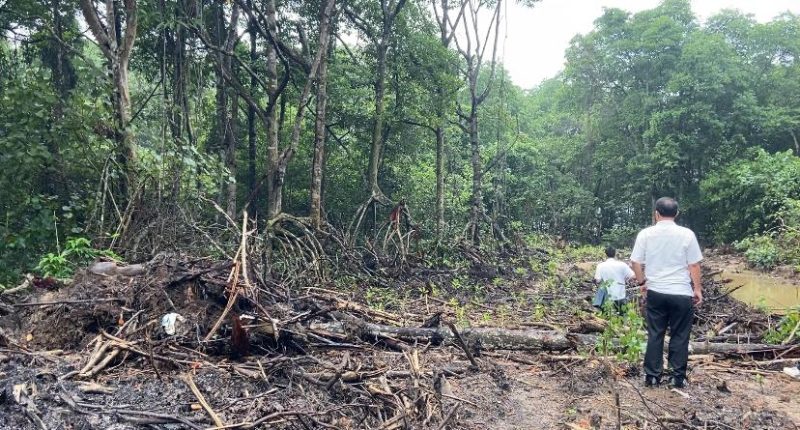 Hutan Lindung Dibabat