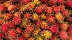 Dua Kelompok Orang Ini Dilarang Makan Rambutan, Kenapa?