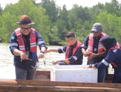 PT Timah Lepaskan Ribuan Bibit Kepiting di Perairan Kundur dan Karimun