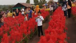 Taman Celosia Karimun