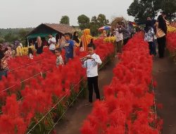 Taman Celosia Cocok Jadi Pilihan Libur Nataru di Karimun, Murah dan Menarik