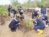 Cegah Abrasi, PT Timah Tanam 2.500 Bibit Mangrove di Pantai Batu Kucing Karimun