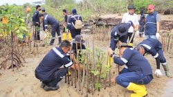 Cegah Abrasi, PT Timah Tanam 2.500 Bibit Mangrove di Pantai Batu Kucing Karimun